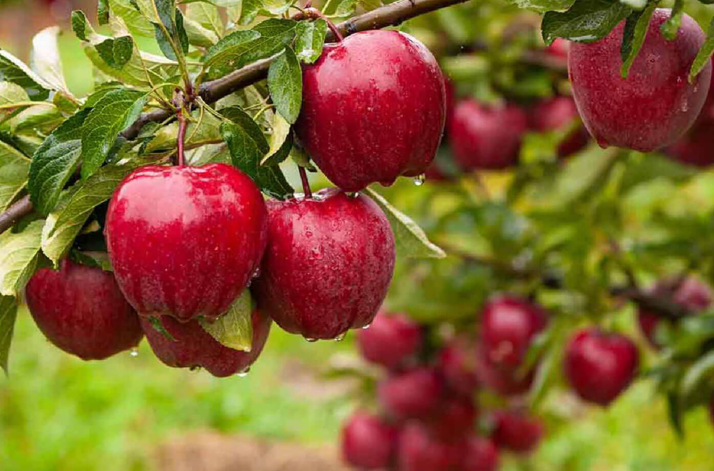 VWe Community - apple orchard